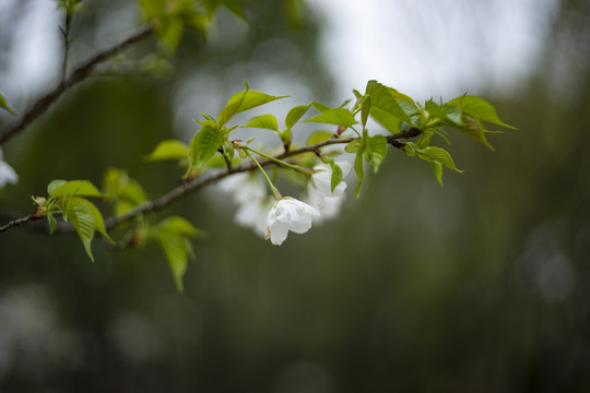 白色早樱花