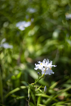 白色鸢尾花