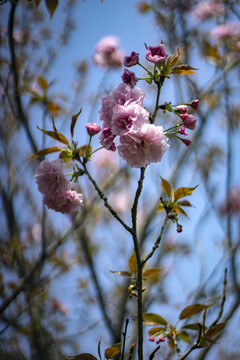 粉色重瓣樱花