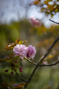 粉色重瓣樱花