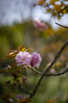 粉色重瓣樱花