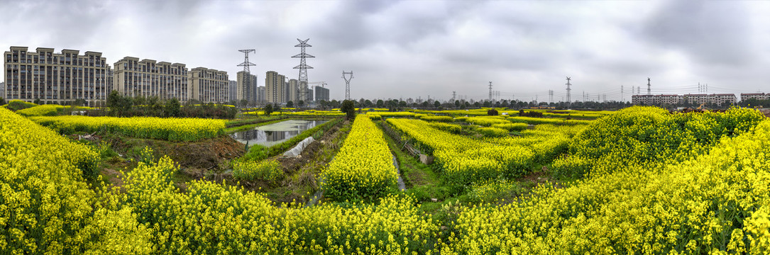 金华志和路油菜花全景