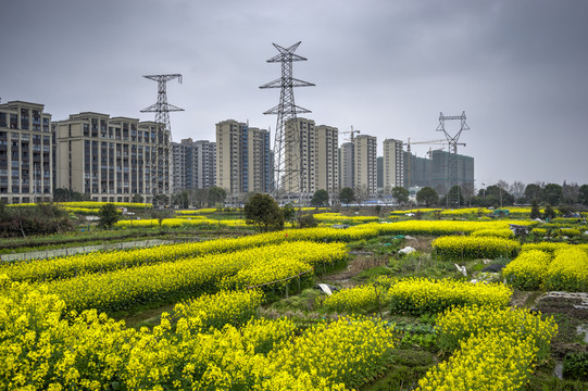 金华志和路湖海城市花园油菜花