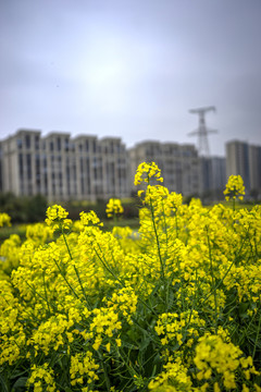 金华志和路油菜花