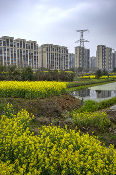 金华志和路油菜花