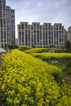 金华志和路湖海城市花园油菜花