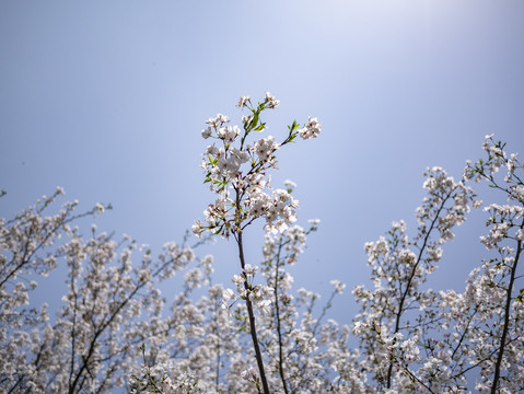 白色早樱花