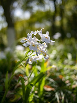 白色鸢尾花