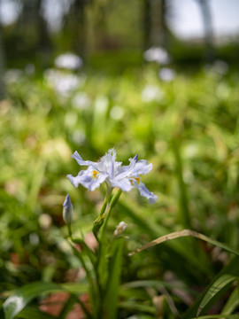 白色鸢尾花