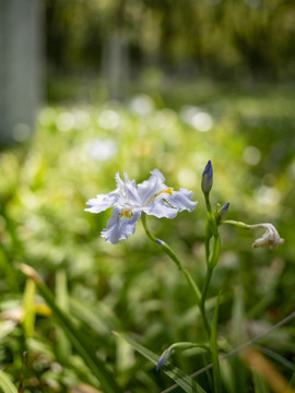 白色鸢尾花