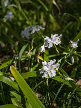 白色鸢尾花