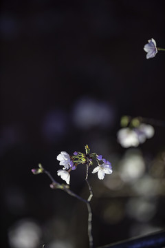 夜晚的白色樱花