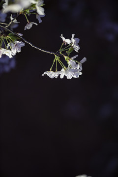 白色樱花黑色背景