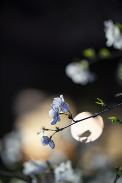 夜晚的白色樱花