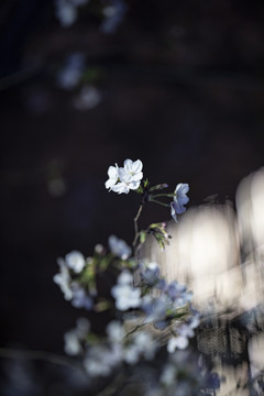 白色樱花黑色背景