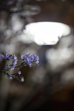 夜晚的白色樱花