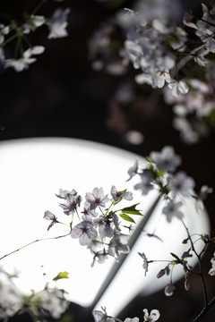 路灯下的白色樱花