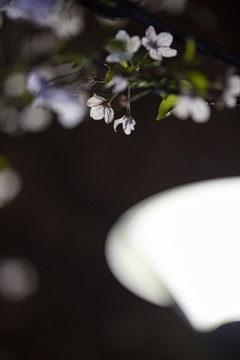 暗色调白色樱花