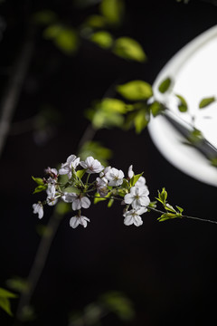 路灯下的白色樱花