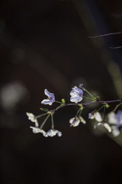 黑夜中的樱花