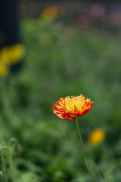 红色虞美人花