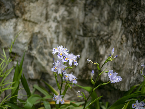 白色鸢尾花