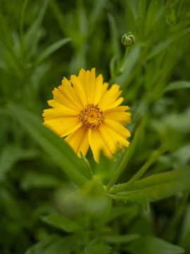 黄色金鸡菊花