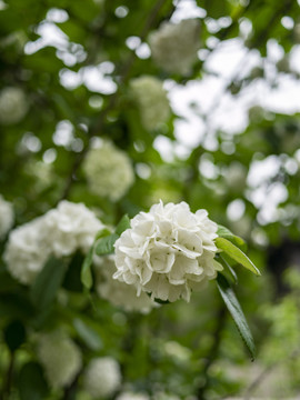 白色木绣球花