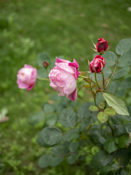 粉色月季花