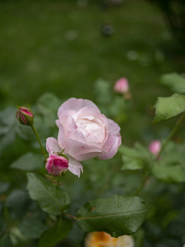 粉色月季花