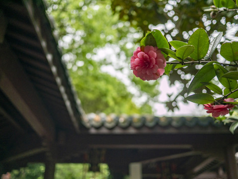 红色山茶花