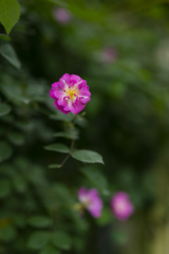 一朵粉色蔷薇花