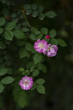 暗色调粉色蔷薇花