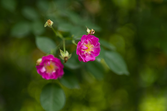 粉色蔷薇花