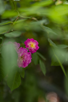 玫红色蔷薇花