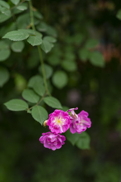 粉色蔷薇花