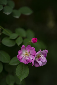 粉色蔷薇花