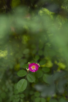 一朵粉色蔷薇花