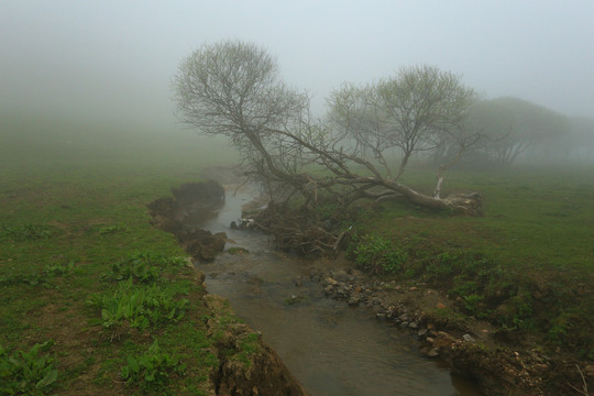 浓雾中的小溪