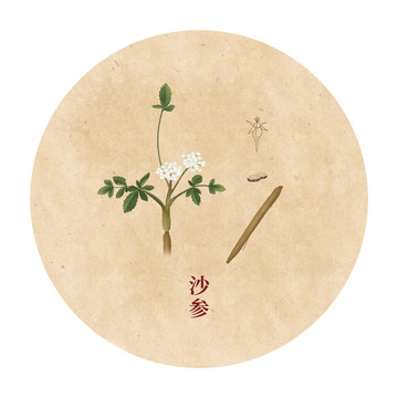 沙參