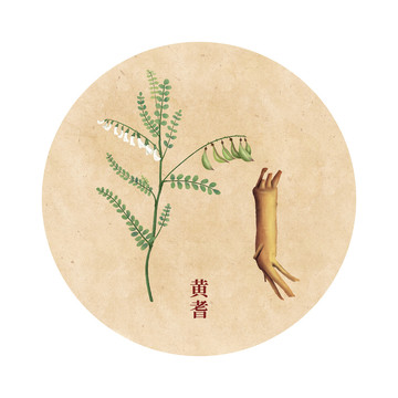 黃耆