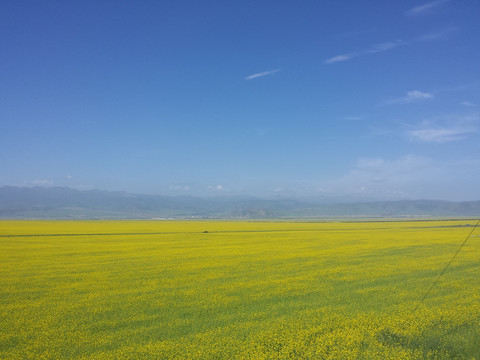 门源油菜花