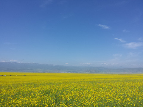 门源油菜花