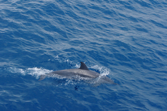大海海豚