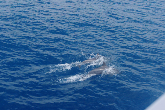 大海海豚