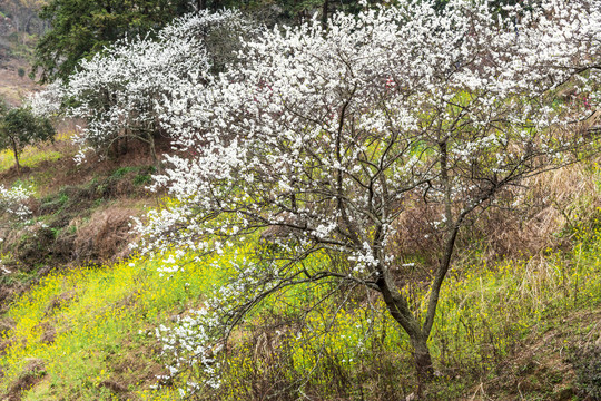 山中李花