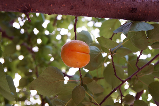 枝头的杏