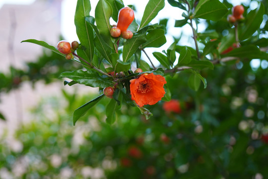 石榴花