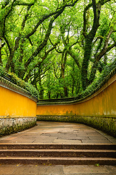 普陀山古刹寺院幽静林密