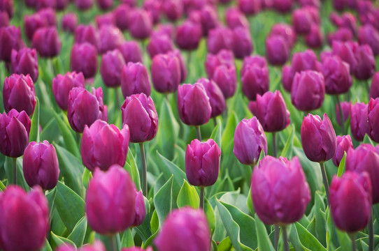 成片郁金香花二